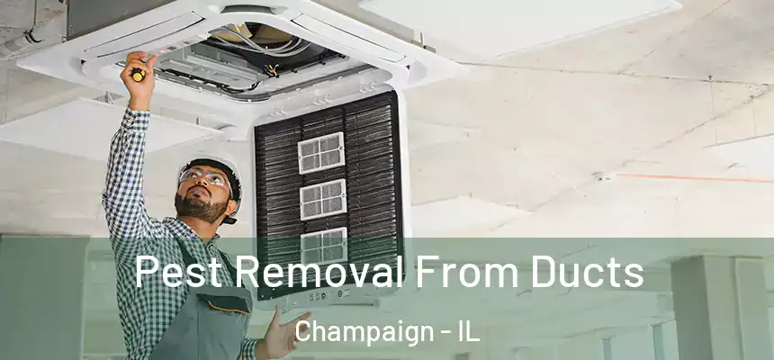 Pest Removal From Ducts Champaign - IL